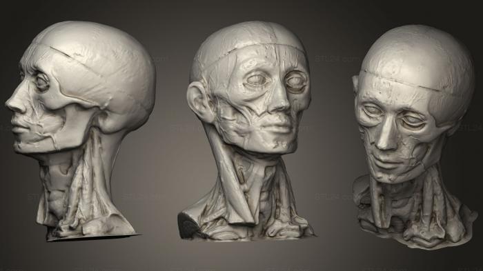 Анатомия скелеты и черепа (Скуловая ветвь, ANTM_1153) 3D модель для ЧПУ станка